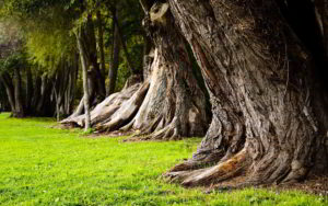 old-tree-trunks-pictures